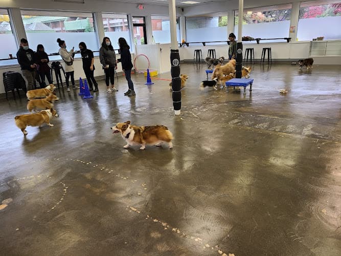 Dog day care center The Ruff House Portland