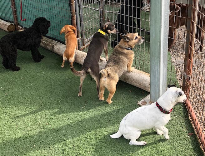 Dog day care center The Ruff Ranch Santa Maria