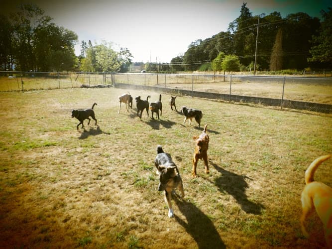 Dog day care center The Shaggy Dog, Inc. Salem