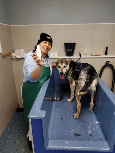 Dog day care center The Soggy Doggy Federal Way Federal Way