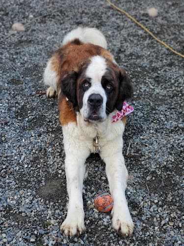 Dog day care center The Soggy Doggy Kent Kent
