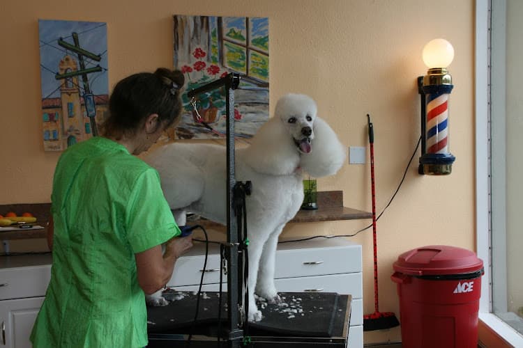 Dog day care center The Soggy Doggy Santa Rosa