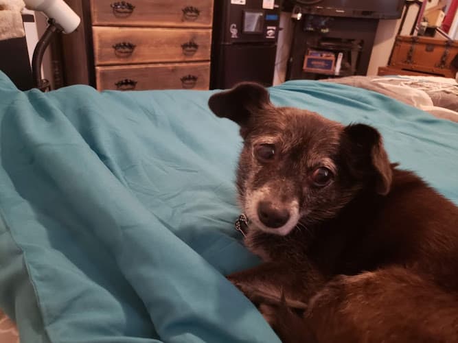 Dog day care center Tiff's Doggy Daycare & Pet Boarding Long Beach