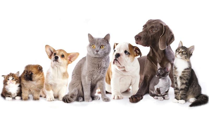 Dog day care center Tiger Mountain Kennel Kent