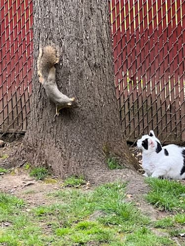 Dog day care center Timberland Animal Clinic Inc Gresham