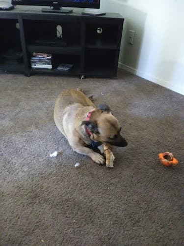 Dog day care center Tiny's Dog & Pet Services Fresno