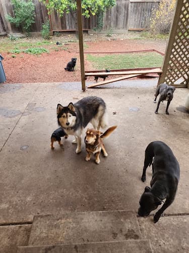 Dog day care center Tj's All Pet Care Service Fairfield