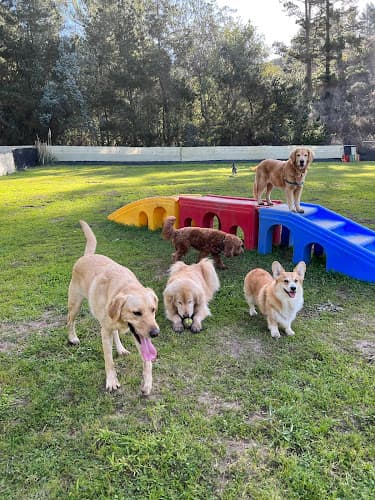 Dog day care center Top Dog SF San Francisco