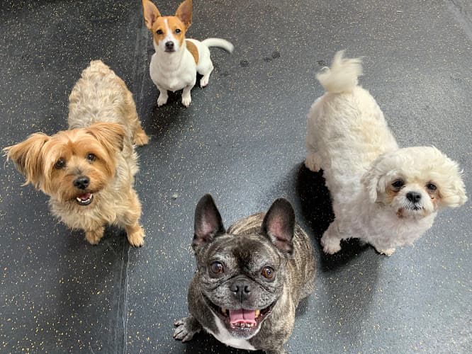 Dog day care center Top Notch Kennels Modesto