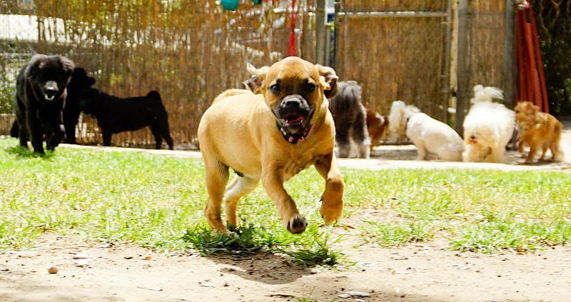 Dog day care center Topanga Pet Resort Los Angeles