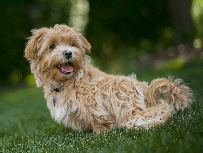 Dog day care center Toscano Pet Lodge Santa Clara