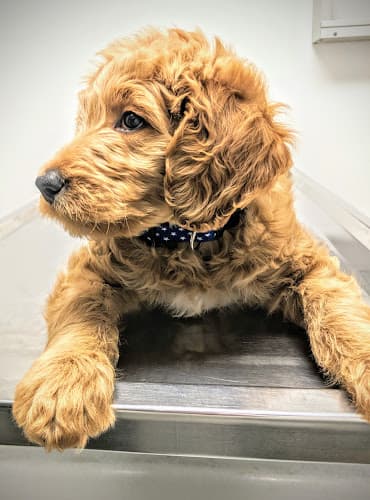 Dog day care center Tri City Veterinary Clinic Vista