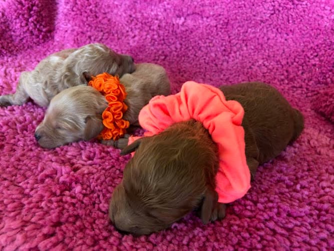 Dog day care center Tropico Kennels Goldendoodles & Bernedoodles Palmdale