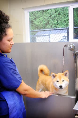 Dog day care center Twin Lakes Veterinary Hospital Federal Way
