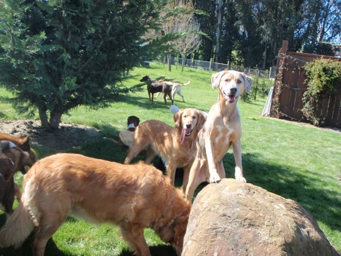 Dog day care center Two Rock Dog Ranch Santa Rosa