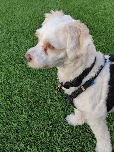Dog day care center U-Wash Doggie Santa Clarita