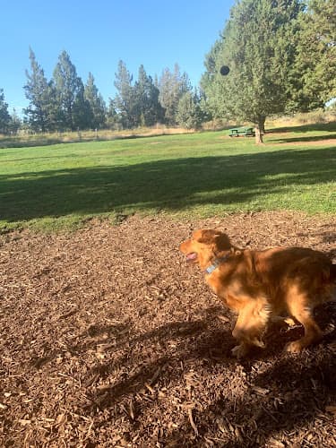 Dog day care center Under the Moon Pet Care LLC Bend