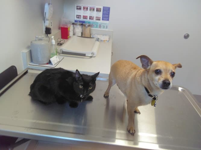 Dog day care center UNI Pet Clinic - San Jose San Jose
