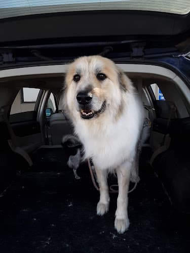 Dog day care center University Pet Resort Fresno