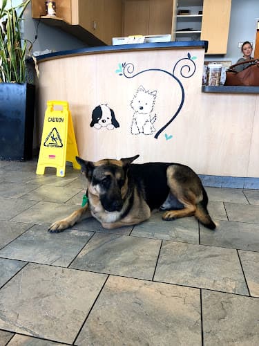 Dog day care center University Veterinary Center Anaheim