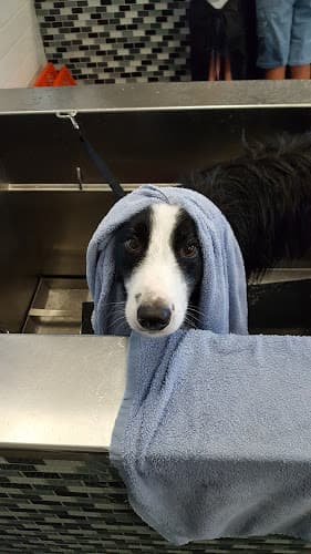Dog day care center Unleashed Carlsbad