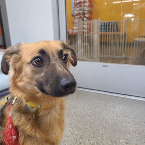 Dog day care center Unleashed Chula Vista