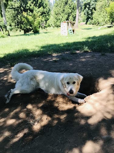 Dog day care center Unleashed Dog Camp Kent