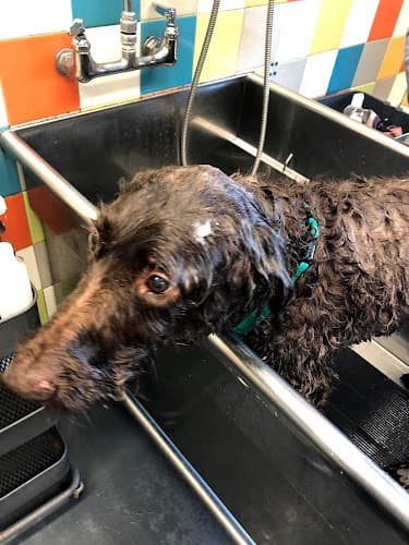 Dog day care center Unleashed Santa Rosa