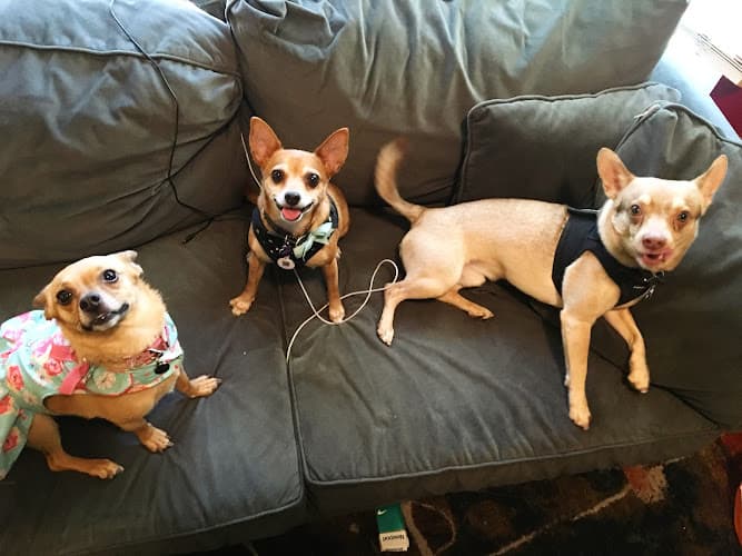 Dog day care center Up the Pups PDX Portland