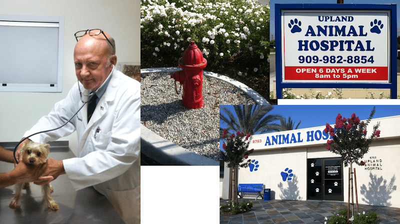 Dog day care center Upland Animal Hospital Rancho Cucamonga