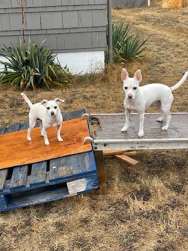 Dog day care center Vacation Pet Care, LLC Everett