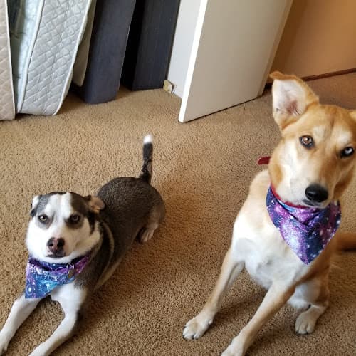 Dog day care center Val Vista Pet Hotel Lancaster