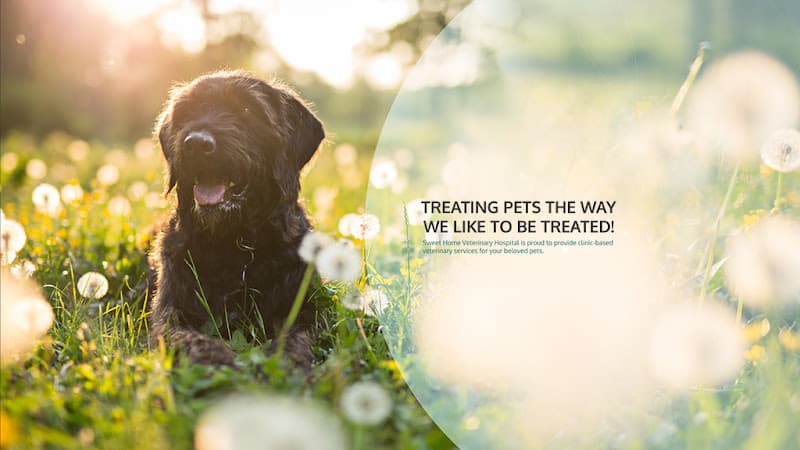 Dog day care center Valley Lyons Veterinary Hospital Santa Clarita