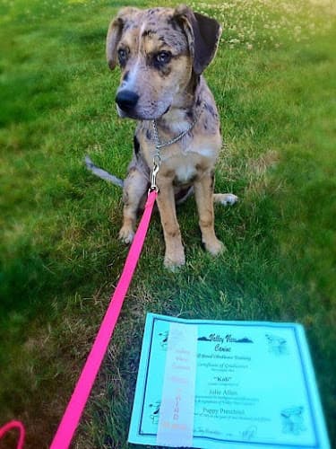 Dog day care center Valley View Canine Gresham