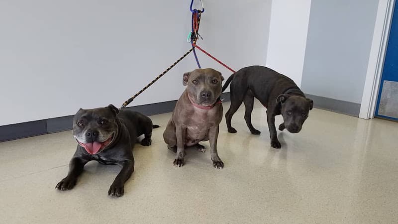 Dog day care center Value Pet Clinic Renton