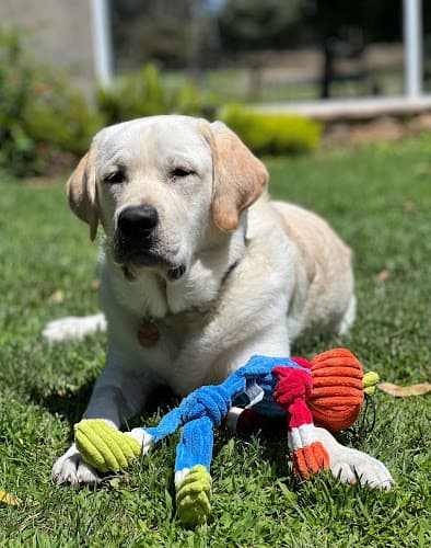 Dog day care center VCA Airport Irvine Animal Hospital Irvine