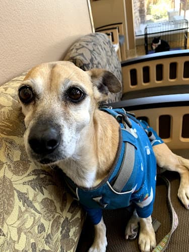 Dog day care center VCA Animal Medical Center of El Cajon El Cajon