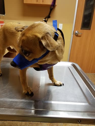 Dog day care center VCA Antioch Animal Hospital - Deer Valley Antioch