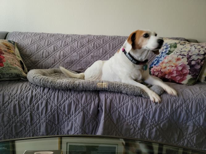 Dog day care center VCA Aviara Animal Hospital Carlsbad