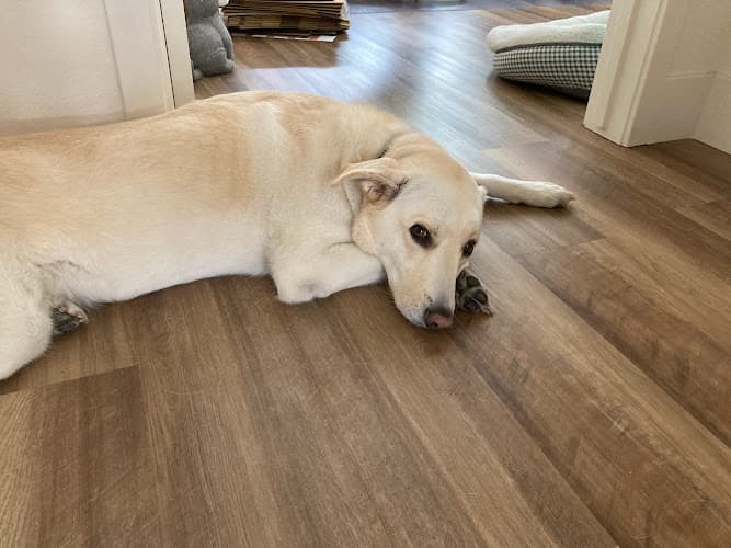 Dog day care center VCA Bay Area Animal Hospital Berkeley