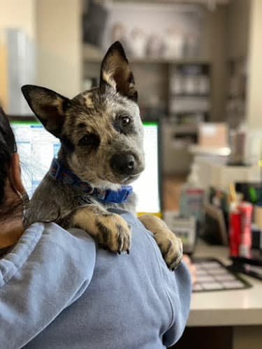 Dog day care center VCA Blossom Hill Animal Hospital San Jose