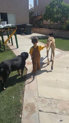 Dog day care center VCA California Oaks Animal Hospital Temecula