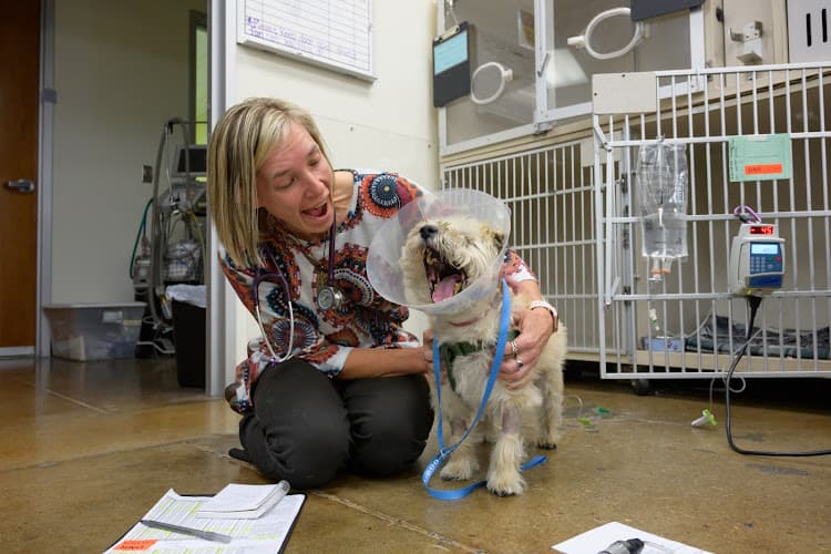 Dog day care center VCA California Veterinary Specialists-Murrieta Murrieta