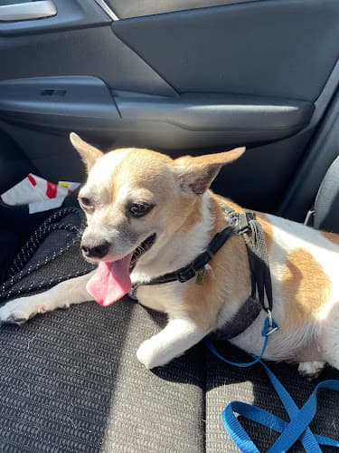Dog day care center VCA California Veterinary Specialists-Ontario Ontario