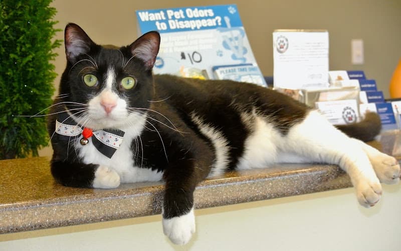 Dog day care center VCA Care Animal Hospital Redding