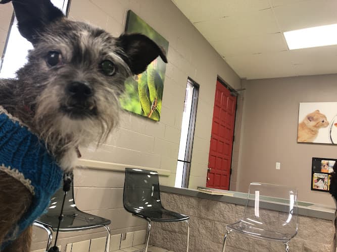 Dog day care center VCA Community Companion Animal Hospital El Monte