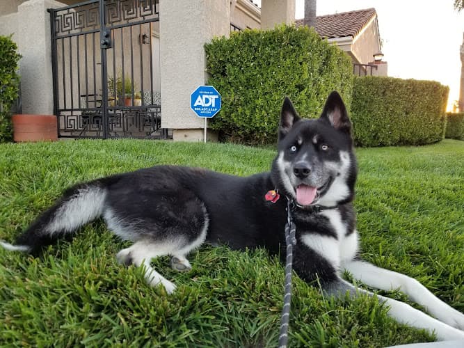 Dog day care center VCA El Rancho Animal Hospital Temecula