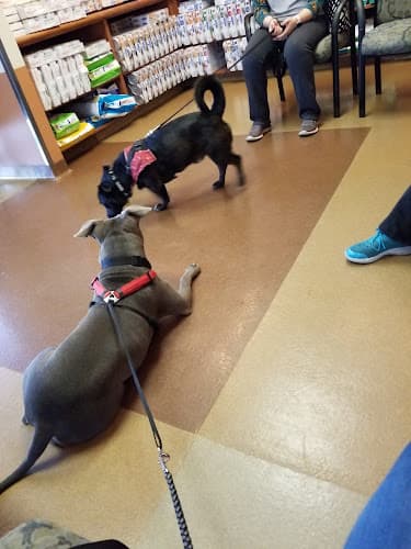 Dog day care center VCA Lakewood Animal Hospital Norwalk