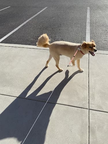Dog day care center VCA Mission Animal and Bird Hospital Carlsbad
