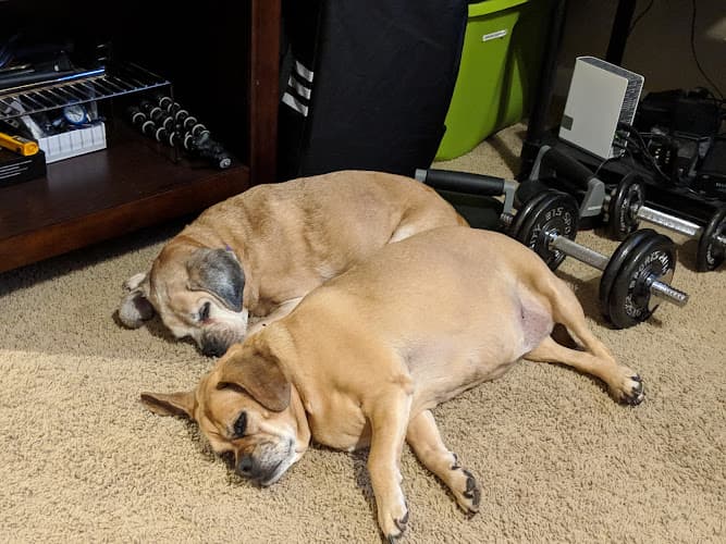 Dog day care center VCA Natomas Animal Medical Center Sacramento